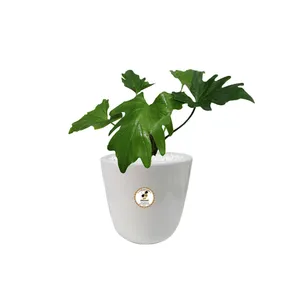 گیاه طبیعی برگ انجیری شرکت گلباران سبز گیلان مدل GN13-44AS