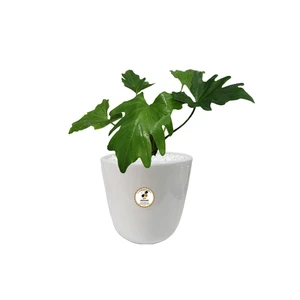 گیاه طبیعی برگ انجیری شرکت گلباران سبز گیلان مدل GN13-44AS