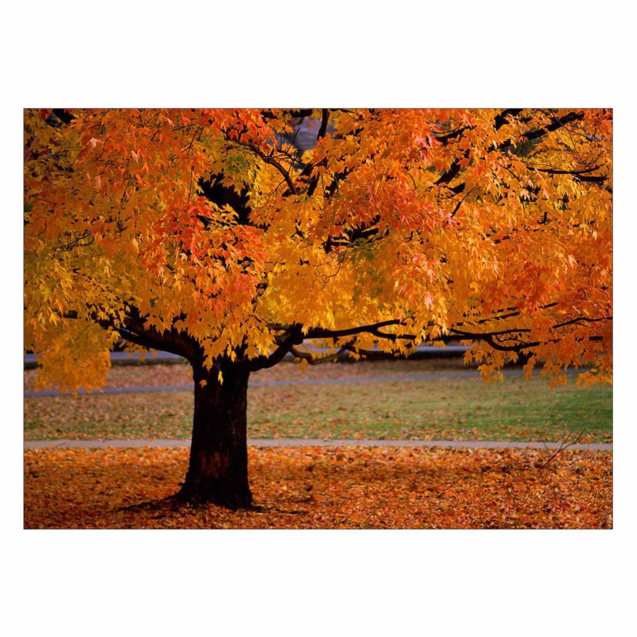 تابلو شاسی ونسونی طرح Yellow Tree سایز 50x70 سانتی متر