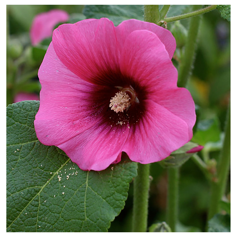 بذر ختمی ژاپنی صورتی آذر سبزینه مدل A215