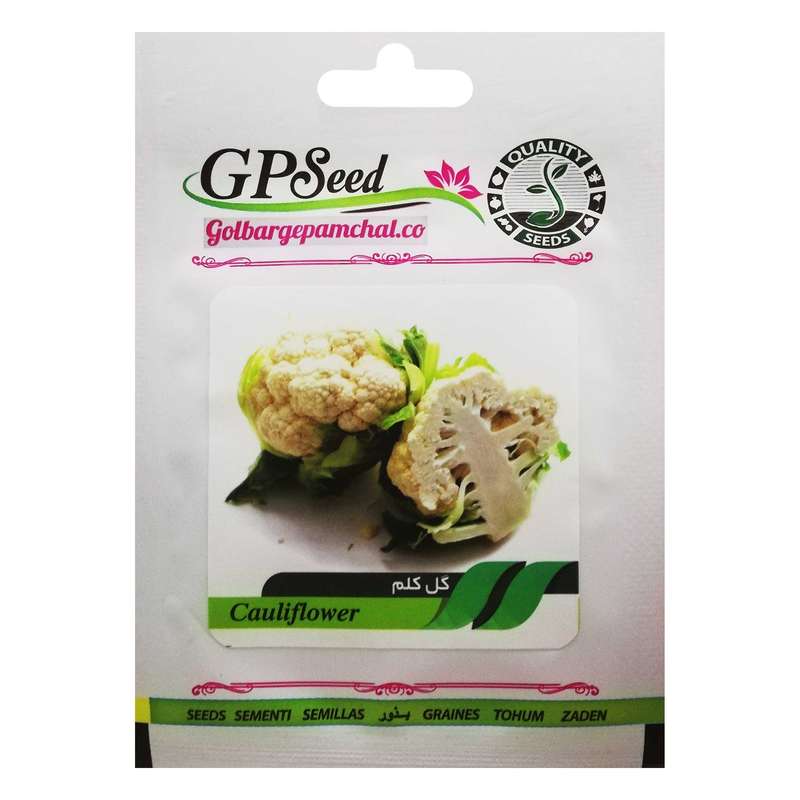 بذر گل کلم گلبرگ پامچال کد GPF-129