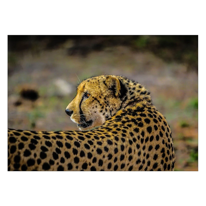 تابلو شاسی ونسونی طرح Tiger Cat Flashback سایز 50x70 سانتی متر