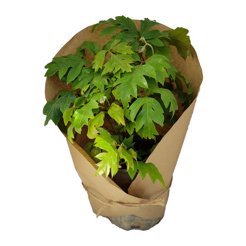 گیاه طبیعی سیسوس کد yt28