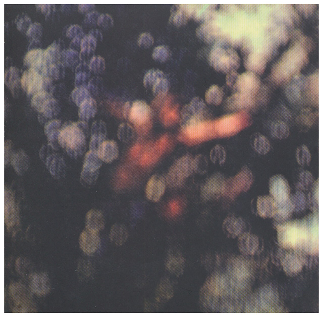 آلبوم موسیقی نهان پشت ابر اثر پینک فلوید