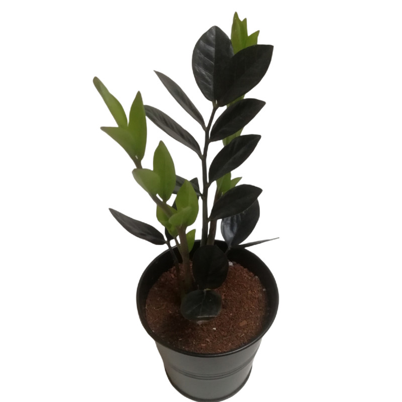 گیاه طبیعی زاموفیلیا سوپر بلک كد MS-06G