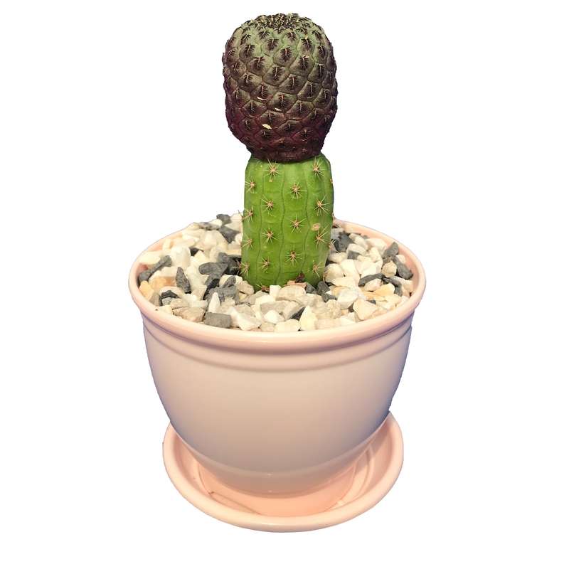 گیاه طبیعی کاکتوس سولکو روبوتیا مدل RX-2