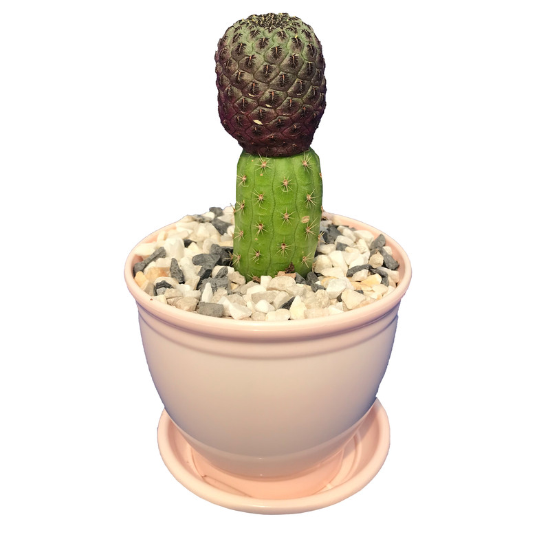 گیاه طبیعی کاکتوس سولکو روبوتیا مدل RX-2