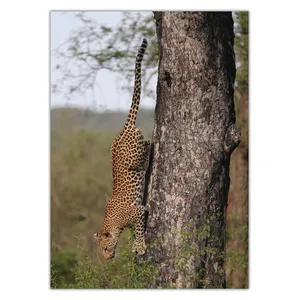 Wensoni Jaguar On Tree Chassis 40 x 30