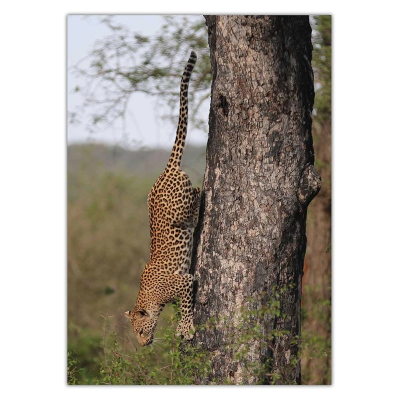 تابلو شاسی ونسونی طرح Jaguar On Tree سایز 30 × 40 سانتی متر