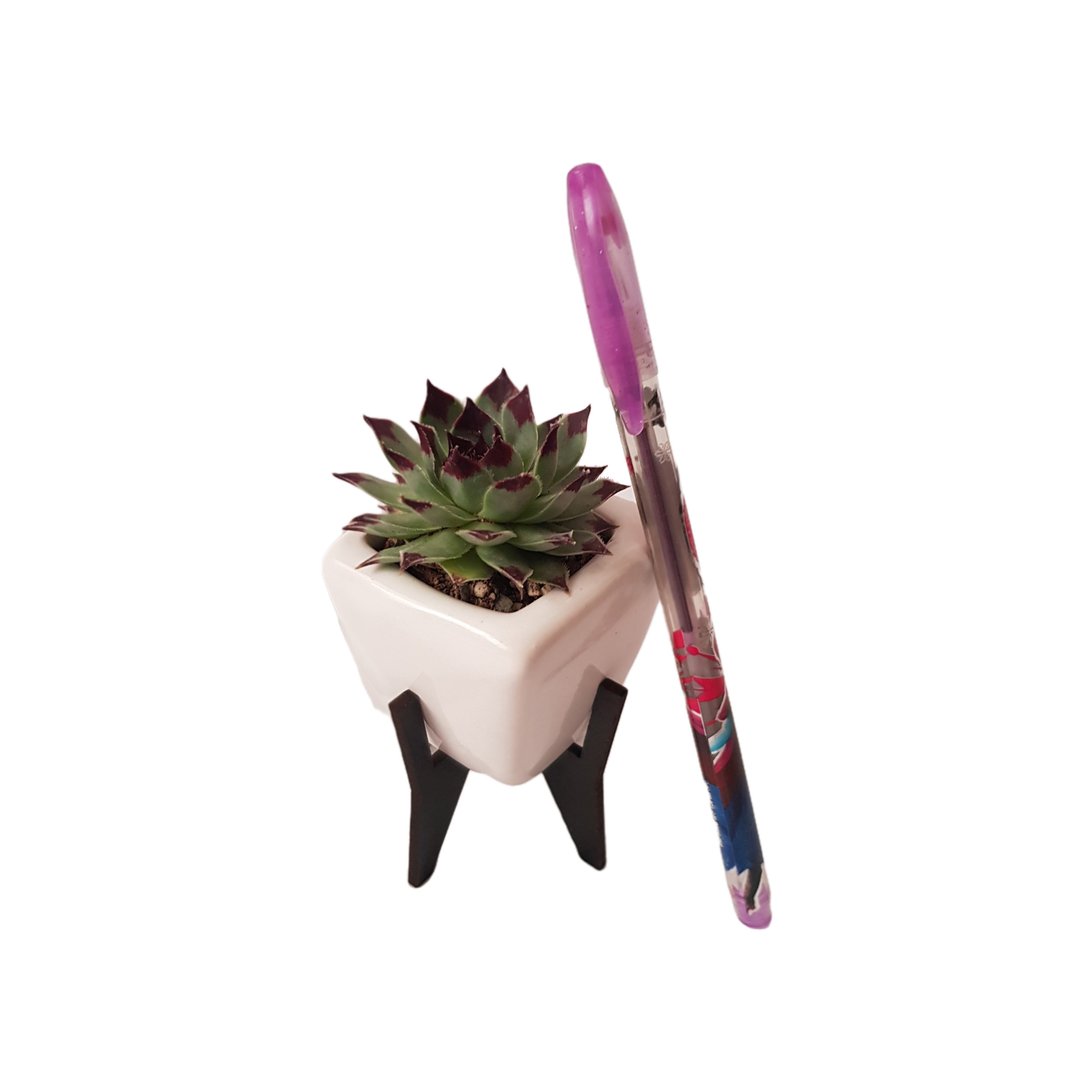 گیاه طبیعی سمپریوم لب ماتیکی مدل 2022151 گیاه طبیعی سمپریوم لب ماتیکی مدل 2022151