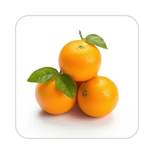زیر لیوانی کاکتی طرح میوه مدل mp21742