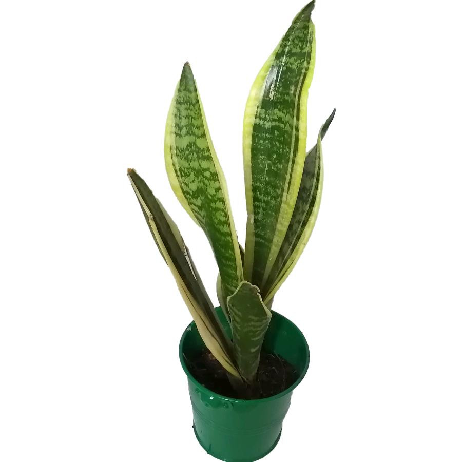 گیاه طبیعی سانسوریا کرواتی ابلق کد pf04 گیاه طبیعی سانسوریا کرواتی ابلق کد pf04