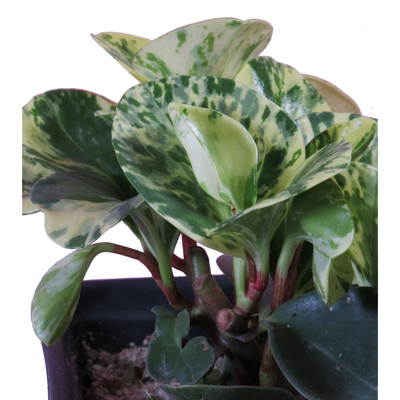 گیاه طبیعی قاشقی کد92- AS