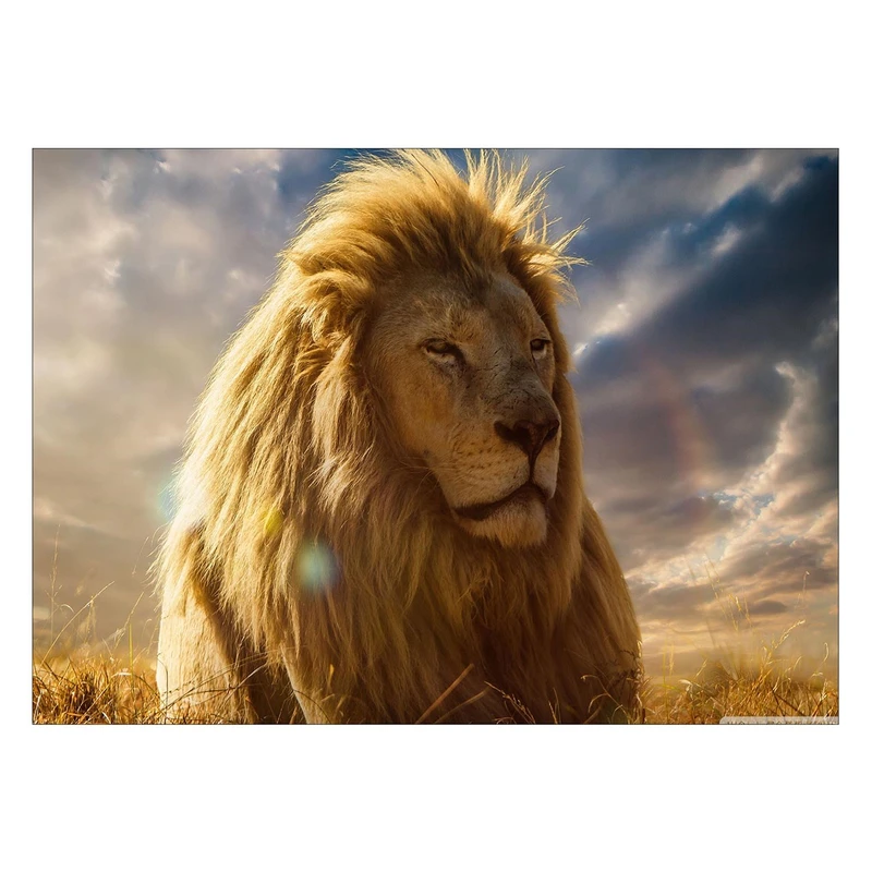 تابلو شاسی ونسونی طرح Wise Lion سایز 50x70 سانتی متر