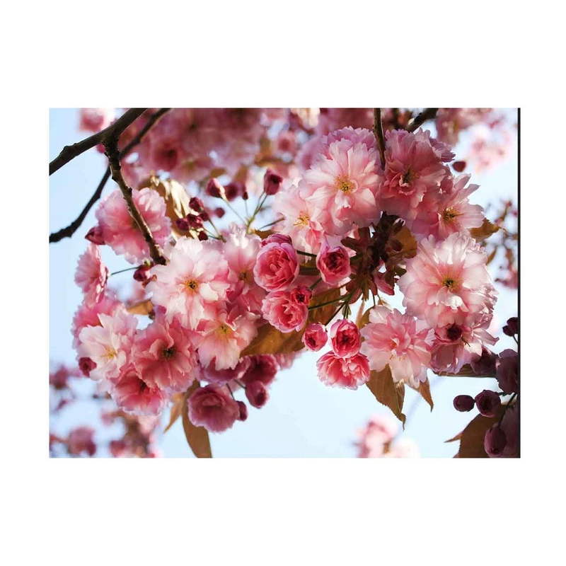 ماوس پد الینور مدل MPE100