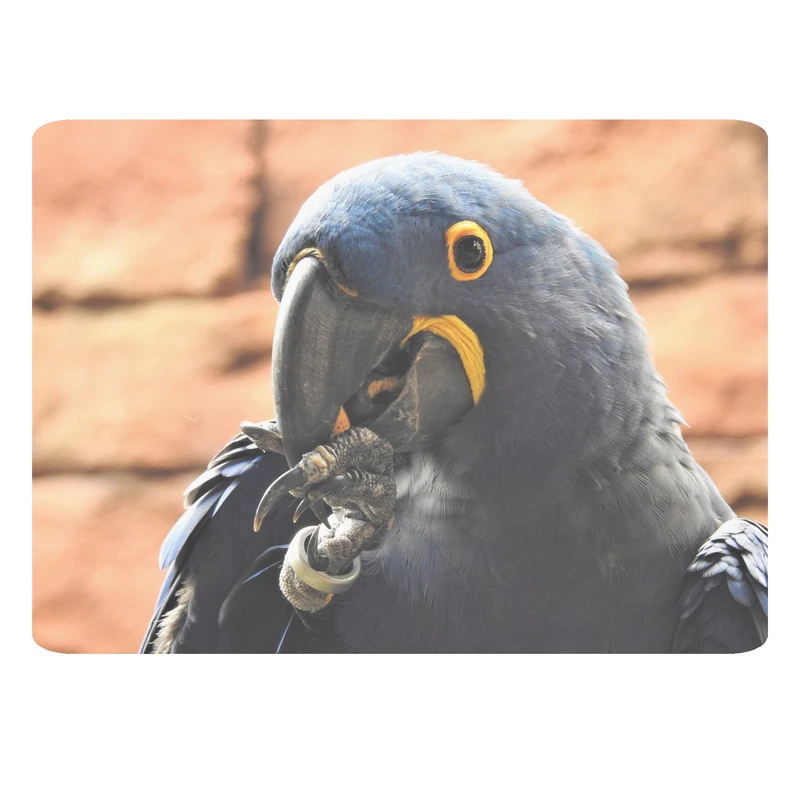 ماوس پد مدل طوطی کد 309 BBB