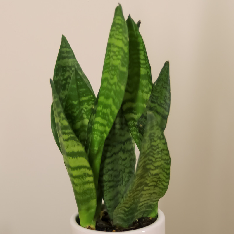 گیاه طبیعی سانسوریا پوست ماری مدل 229