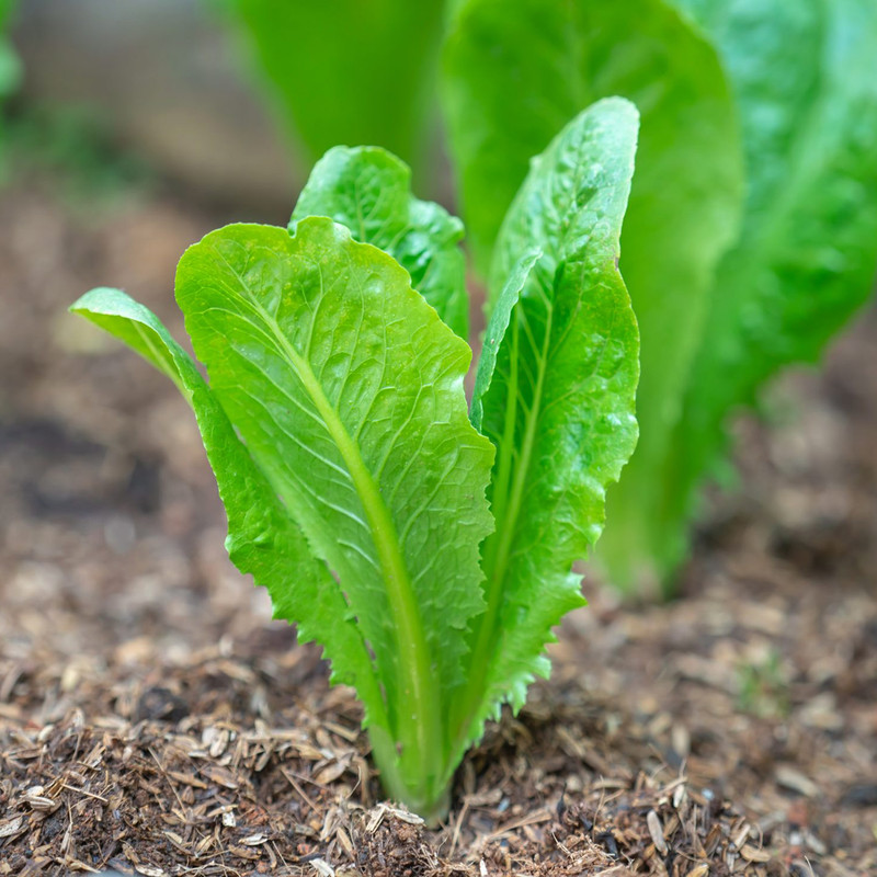 بذر کاهو سالادی وانیا سید مدل I14