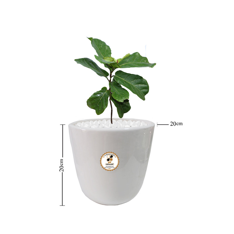 گیاه طبیعی فیکوس آفریقایی لیراتا شرکت گلباران سبز گیلان مدل GN13-2AM گیاه طبیعی فیکوس آفریقایی لیراتا شرکت گلباران سبز گیلان مدل GN13-2AM