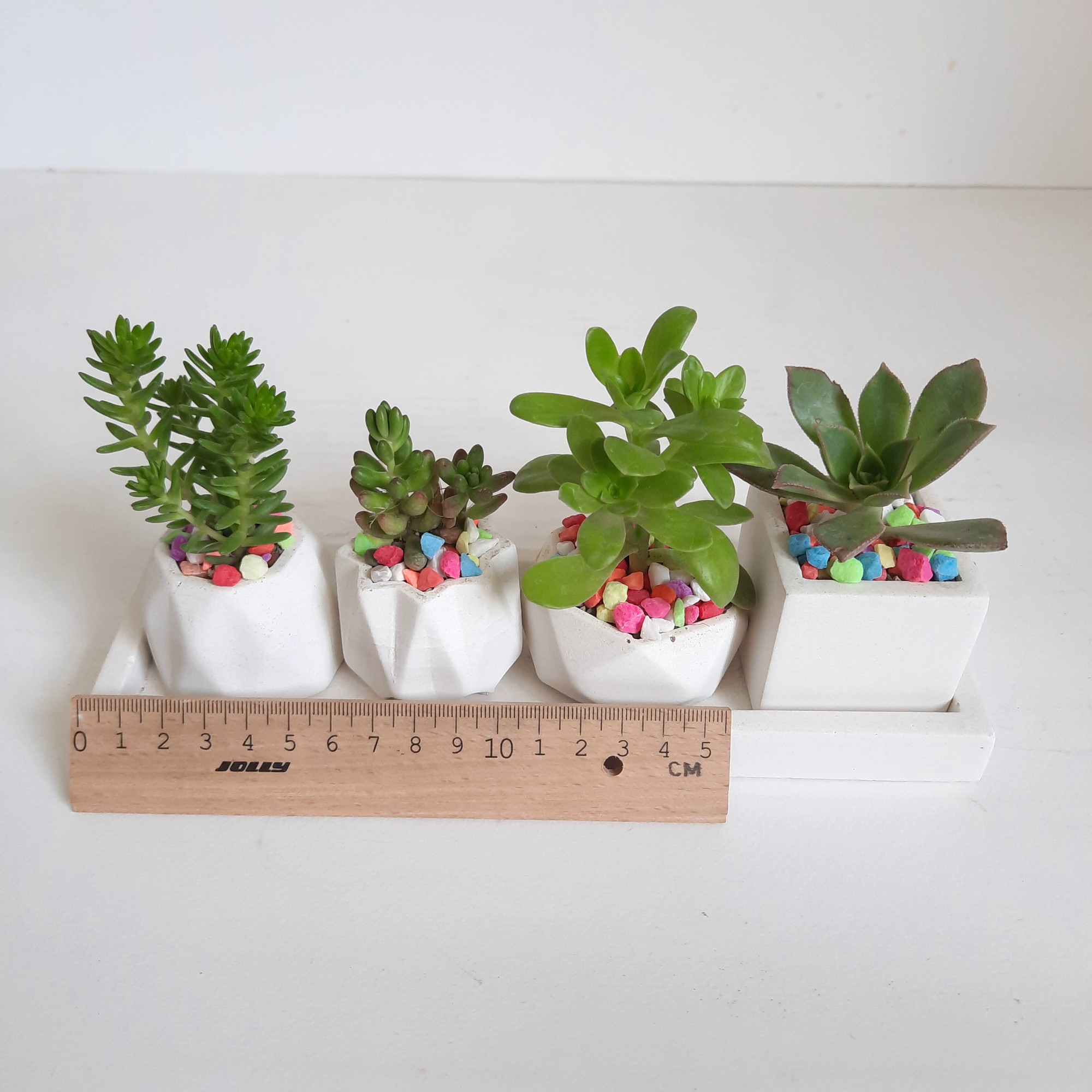 گیاه طبیعی ساکولنت و کاکتوس کد 8 مجموعه 4 عددی