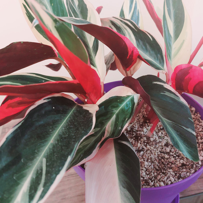 گیاه طبیعی مارانتا مدل F-19