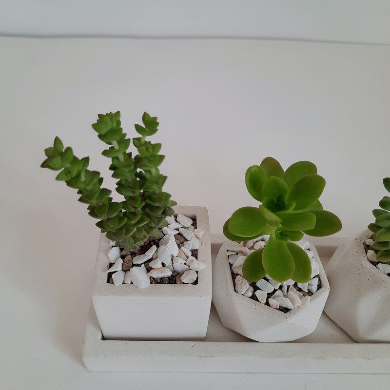 گیاه طبیعی ساکولنت و کاکتوس مدل 01 مجموعه 4 عددی گیاه طبیعی ساکولنت و کاکتوس مدل 01 مجموعه 4 عددی