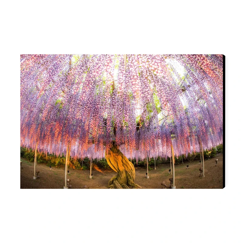 تابلو شاسی عرش طرح گردشگری ژاپن مدل باغ کاواچی ویستریا کد As6182