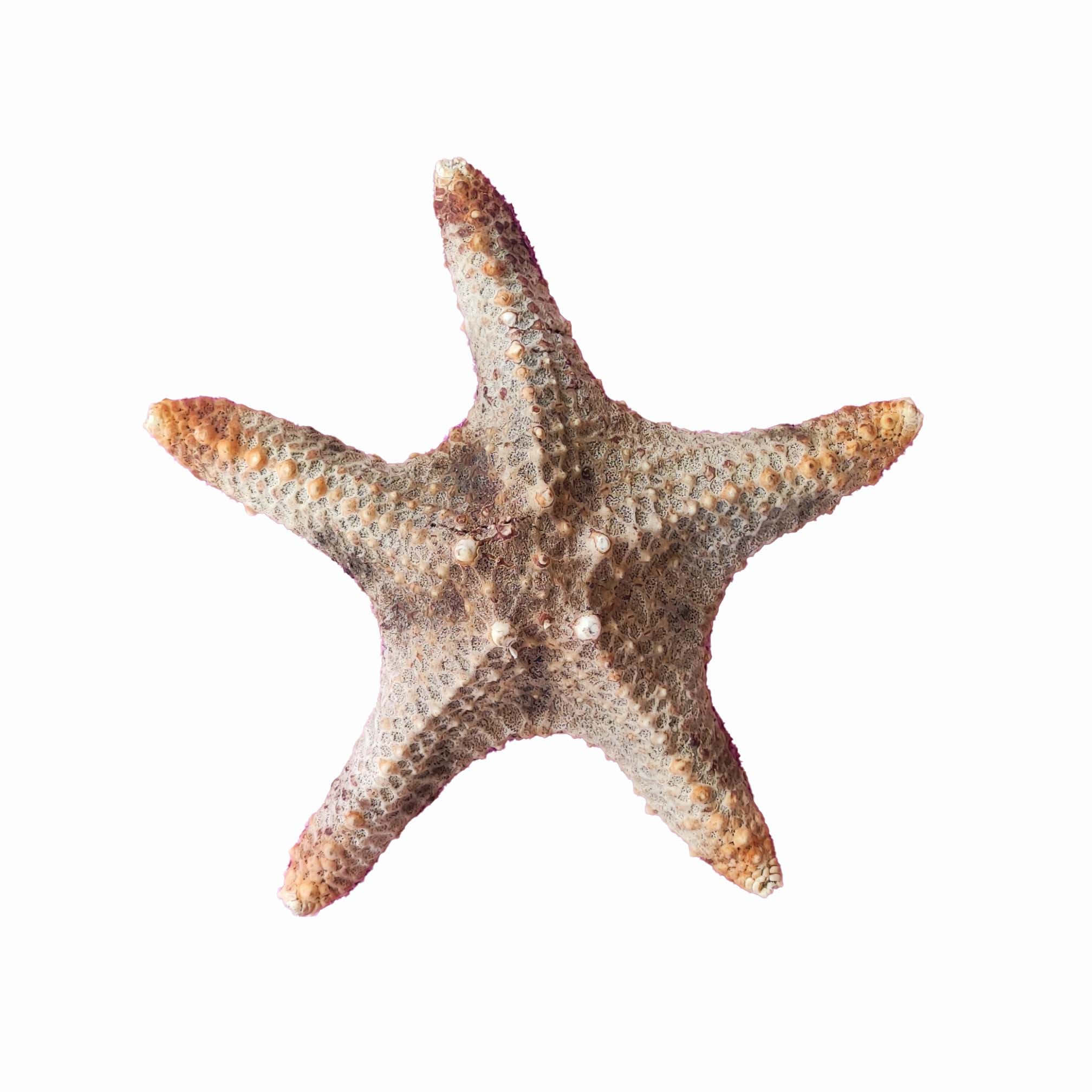 ستاره دریایی تزیینی مدل v28