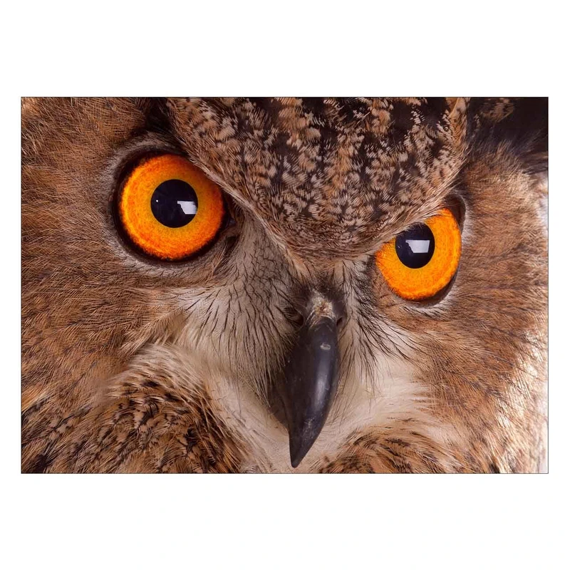 تابلو شاسی ونسونی طرح Eagle Owl Eye سایز 30x40 سانتی متر