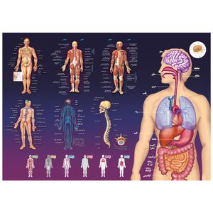 نقد و بررسی پوستر آموزشی اندیشه کهن طرح آناتومی بدن انسان کد 301 توسط خریداران