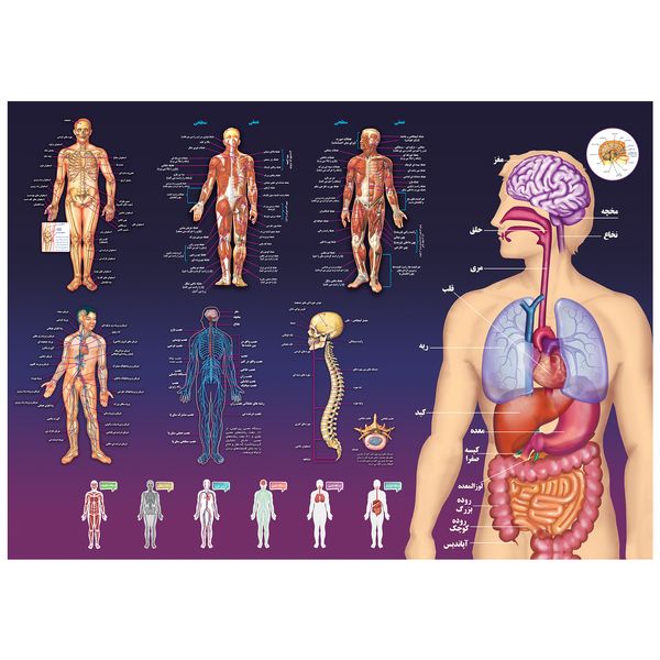 پوستر آموزشی اندیشه کهن مدل آناتومی بدن انسان کد 301 