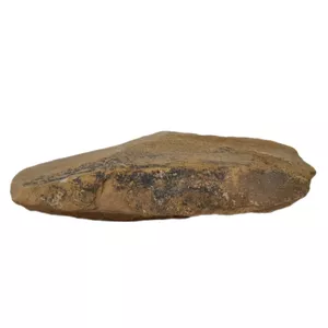 سنگ راف شجر مدل فسیلی کد 159