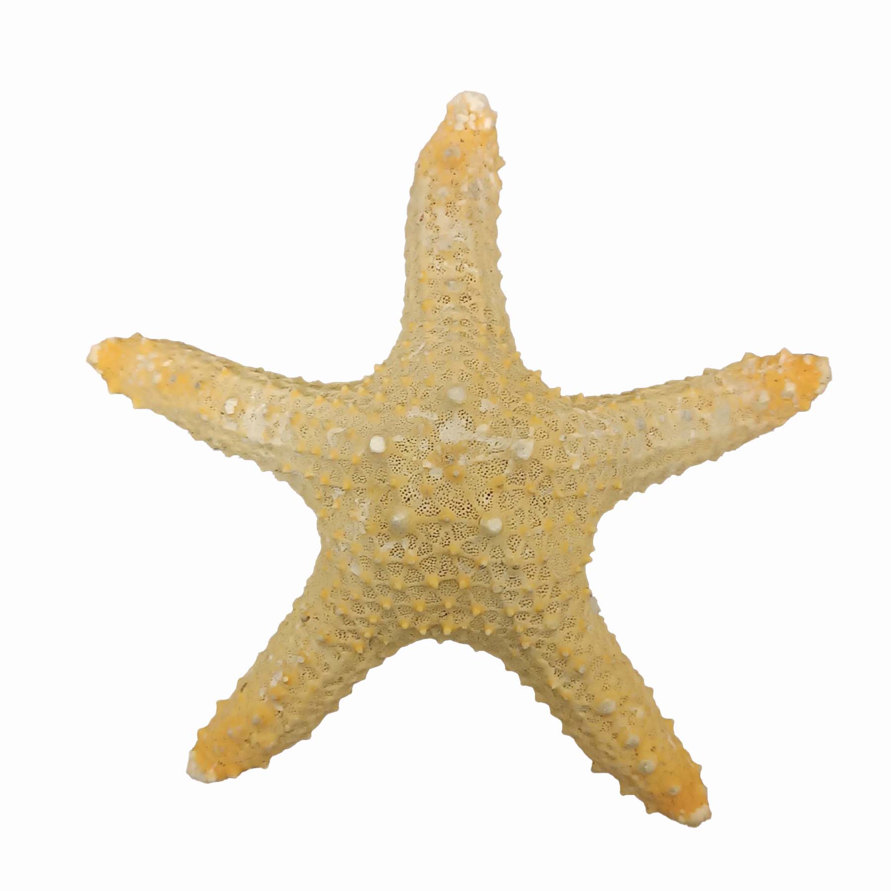 ستاره دریایی تزیینی مدل bs13