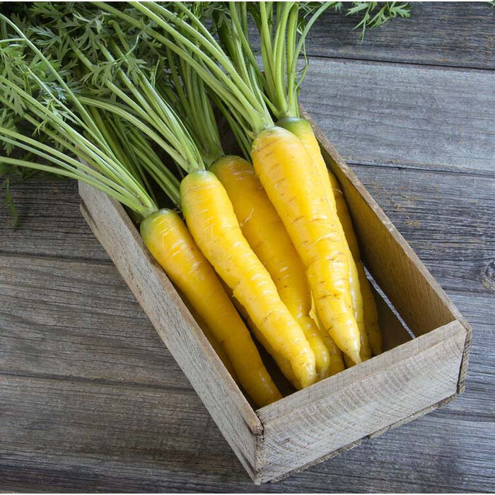 بذر هویج زرد گلس گاردن مدل GL200