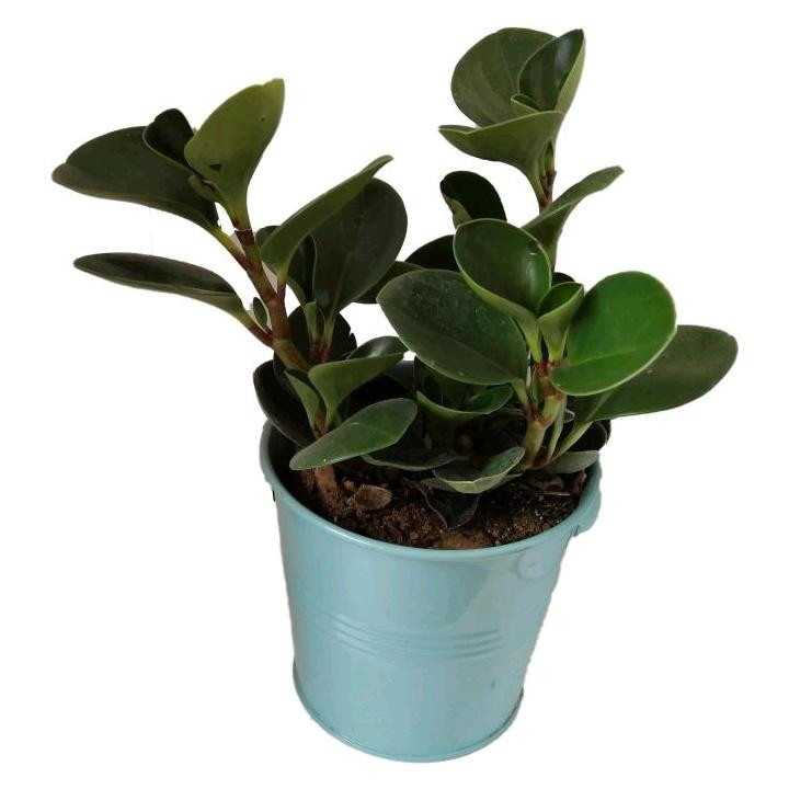 گیاه طبیعی قاشقی کد ef03