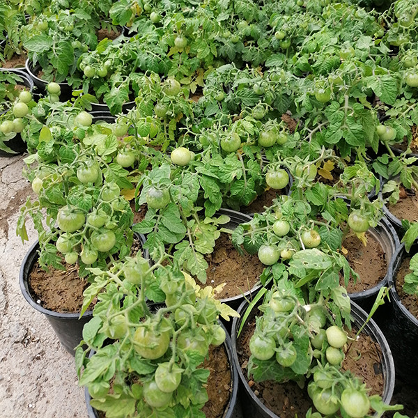 گیاه طبیعی گوجه مدل 5161551 گیاه طبیعی گوجه مدل 5161551