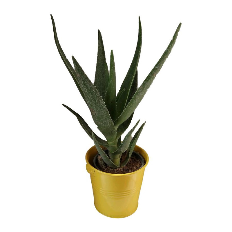 گیاه طبیعی آلوئه کد jf01