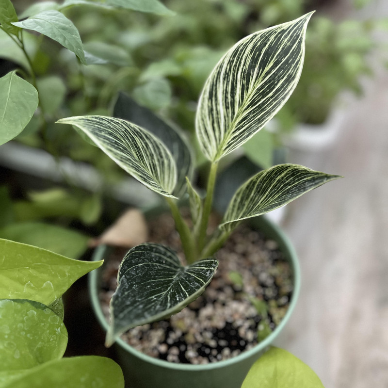 کود آمینو اسید مدل ضد تنش و ضد استرس وزن 50 گرم کود آمینو اسید مدل ضد تنش و ضد استرس وزن 50 گرم