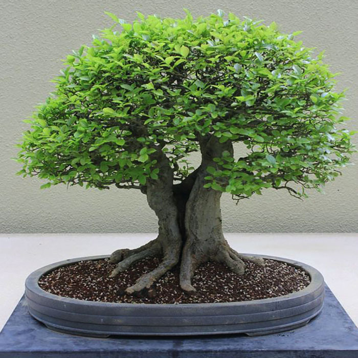 بذر بنسای داغداغان سانیا سید مدل D9