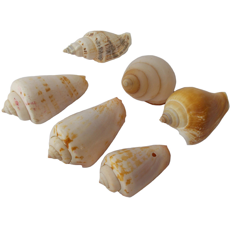 صدف تزیینی مدل RS528 مجموعه 6 عددی