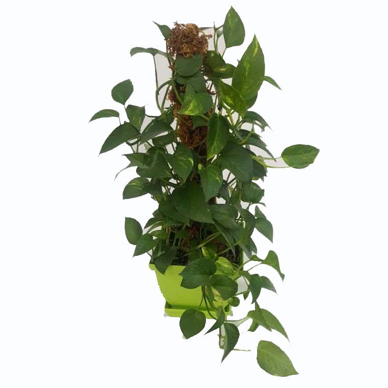 گیاه طبیعی پتوس کد gr01