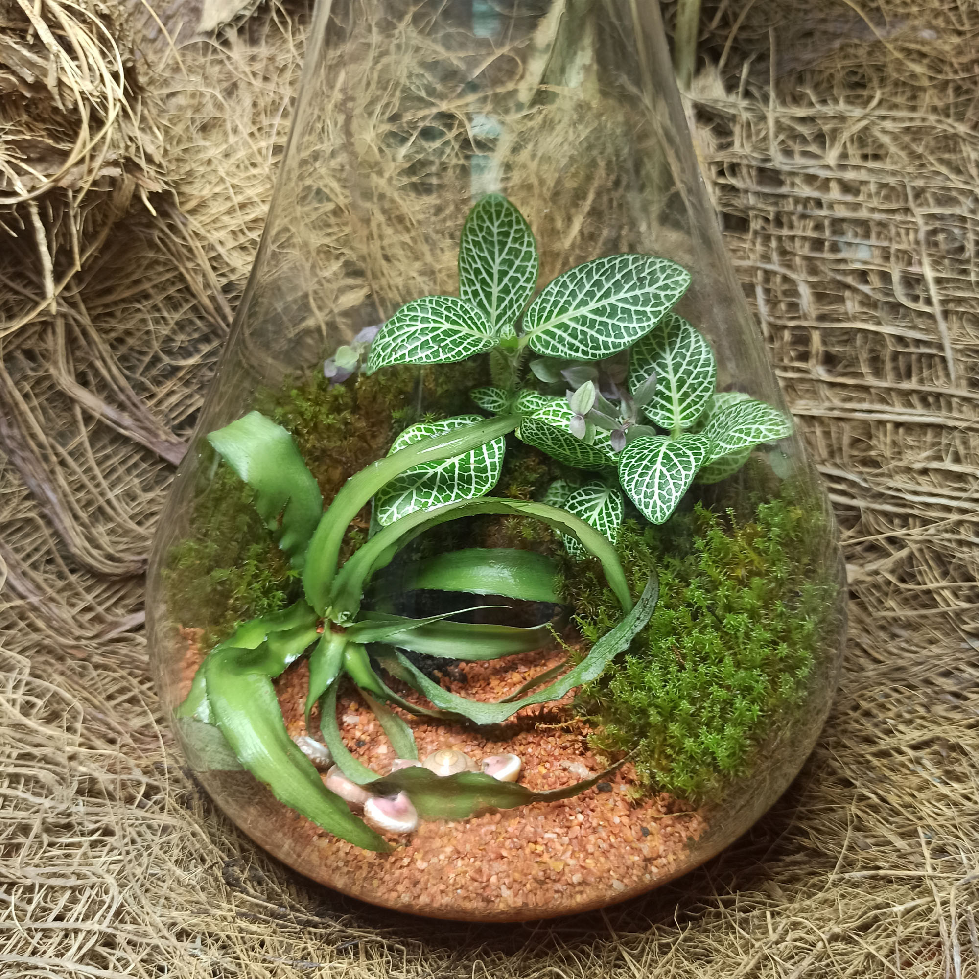 گیاه طبیعی تراریوم مدل طاووس یک گیاه طبیعی تراریوم مدل طاووس یک