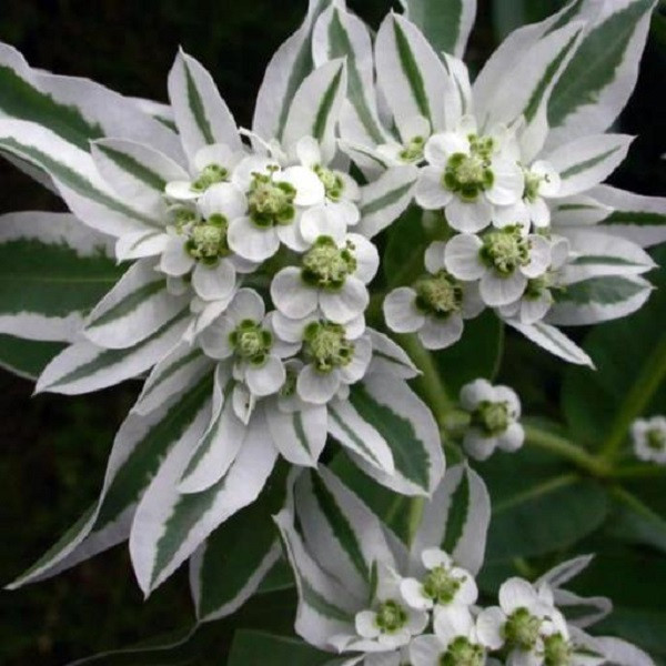 بذر گل چینی ابلق جی پی سید مدل GP24214 بذر گل چینی ابلق جی پی سید مدل GP24214