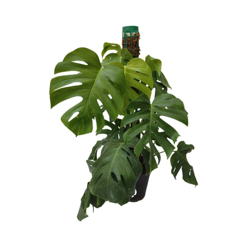 گیاه طبیعی برگ انجیری مدل033 گیاه طبیعی برگ انجیری مدل033