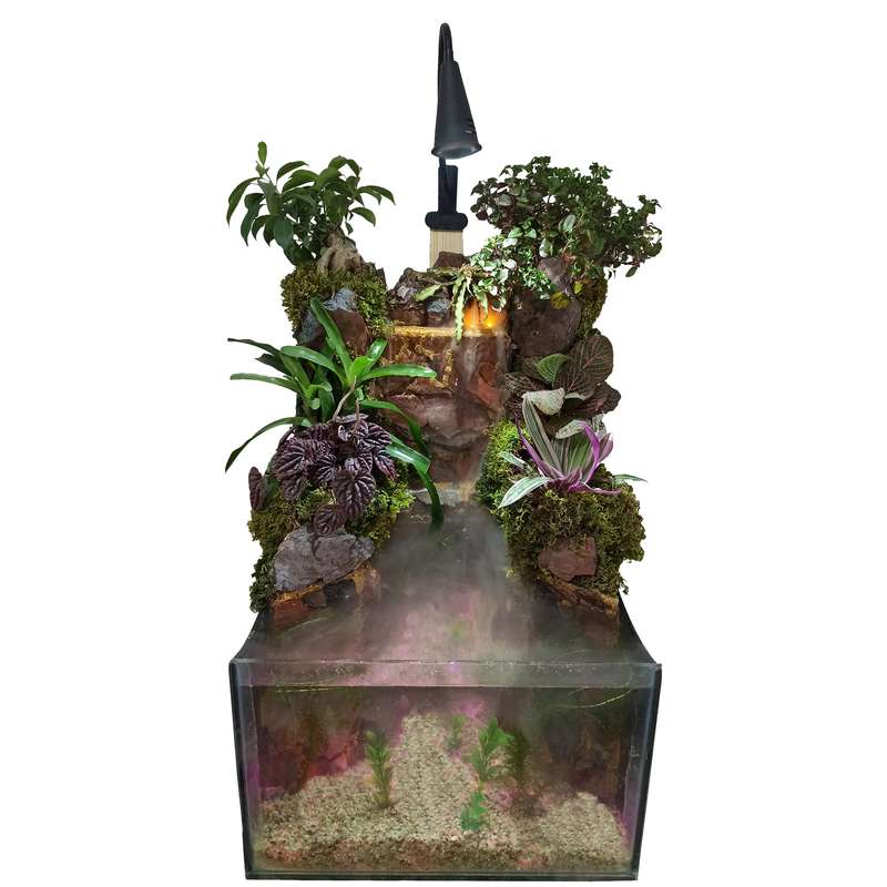 گیاه طبیعی مدل پالوداریوم نیاگارا گیاه طبیعی مدل پالوداریوم نیاگارا