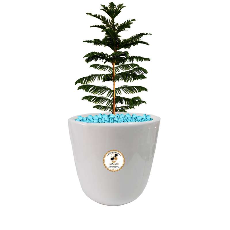 گیاه طبیعی کاج مطبق شرکت گلباران سبز گیلان مدل GN13-10L