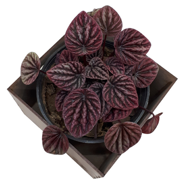 گیاه طبیعی پیرومیا قرمز ناردونه کد GH 001