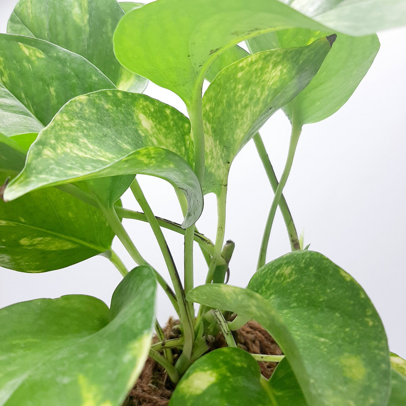 گیاه طبیعی پتوس کد KDPT گیاه طبیعی پتوس کد KDPT