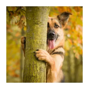 تابلو شاسی مدل R1201 طرح سگ و درخت