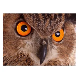 Wensoni Eagle Owl Eye Chassis Size 50 x 70 Cm